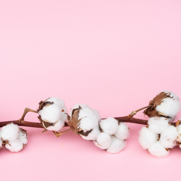 Not All Cotton Is Created Equal: Why Egyptian Cotton Is in a League of Its Own ✨
