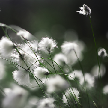 Can Any Fabric Beat Egyptian Cotton in Malaysia’s Climate?