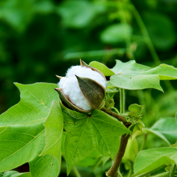 Why Egyptian Cotton Is Worth Every Ringgit