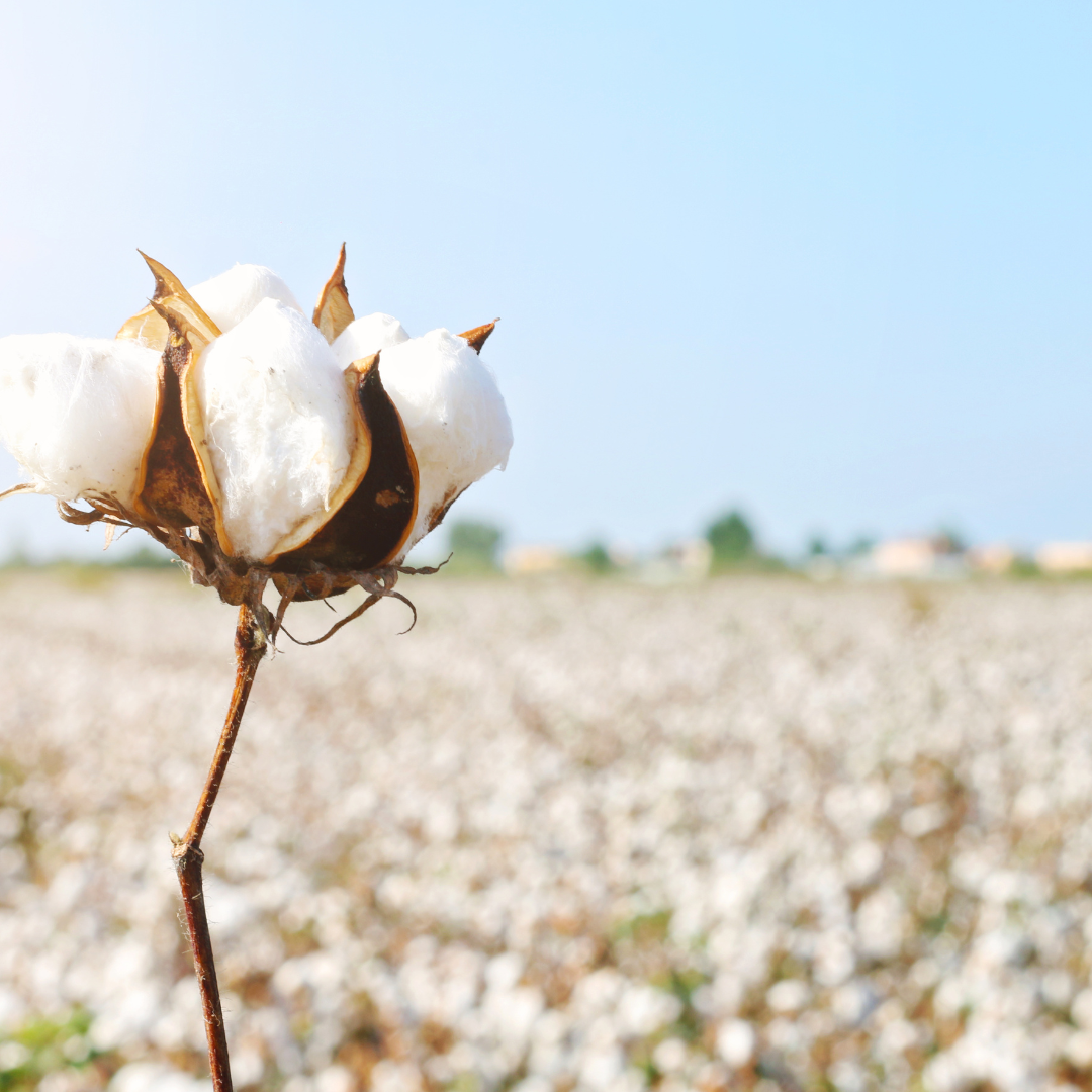 Egyptian Cotton vs. Regular Cotton: Not Even Close