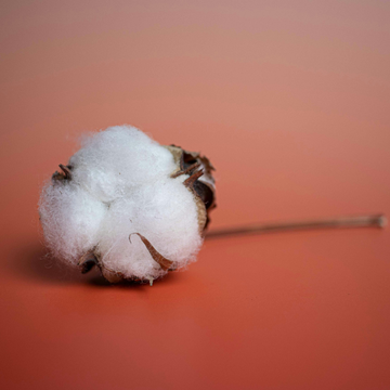 Egyptian Cotton vs Regular Cotton: Your Skin, Sleep, and Temperature Can Tell