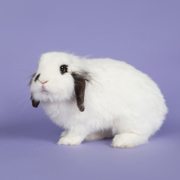 Egyptian Cotton vs Bamboo vs TENCEL™ — Which One Is Actually Luxury?